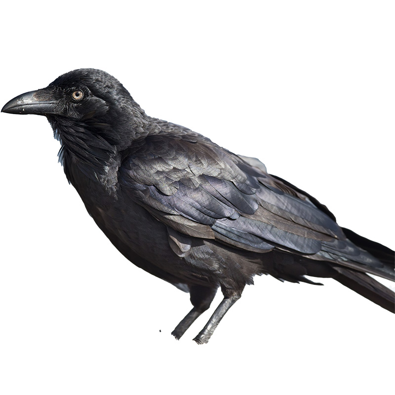 (image for) Raven